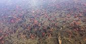 Выпущенные в озеро золотые рыбки угрожают экосистеме озера в Колорадо