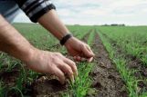 Вторая подкормка озимых зерновых культур в Белоруссии перевалила экватор