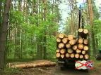 Новая технология позволит бороться с нелегальной вырубкой деревьев в ЕС