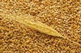 Казахстан поставит в Китай порядка 10 тысяч тонн зерна