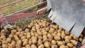 В Белоруссии опровергли слухи о нехватке картофеля