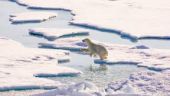 Норвегия построит сверхсовременный ледокол для исследования Арктики