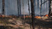 Владимир Путин провел совещание по ликвидации лесных пожаров