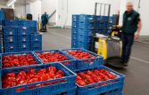 Россельхознадзор заподозрил Украину в реэкспорте в РФ санкционных овощей и фруктов из ЕС