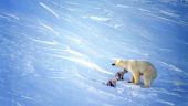 Ученые подозревают, что белые медведи в США и Канаде умирают от голода
