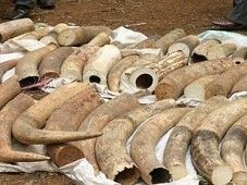 Китай перехватил две партии контрабандной слоновой кости стоимостью почти 100 млн долларов