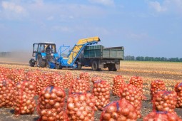 В Белоруссии осталось убрать менее 10% овощей
