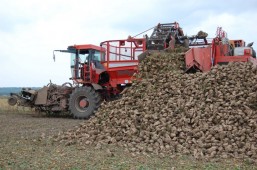 Уборка сахарной свеклы в Белоруссии близится к завершению