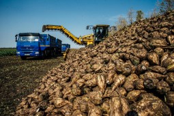Выполнение госзаказа по сахарой свекле в Белоруссии близится к завершению
