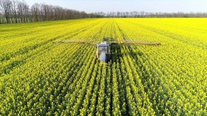 Почти четверть озимой сурепицы на зерно в Белоруссии уже подкормлено