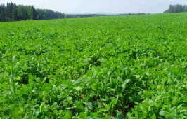 Подсев многолетних трав в Белоруссии вплотную приблизился к экватору