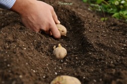 План по посадкам картофеля в Белоруссии в целом выполнен