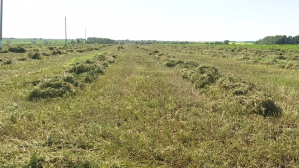 В Белоруссии осталось посеять чуть более 10% многолетних трав