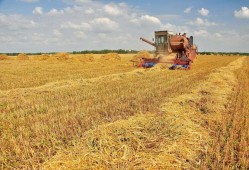 В Белоруссии намолочены первые полмиллиона тонн зерна нового урожая