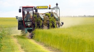 Уборка льна в Белоруссии приближается к экватору