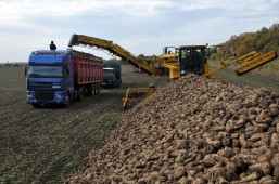 В Белоруссии начата уборка сахарной свеклы