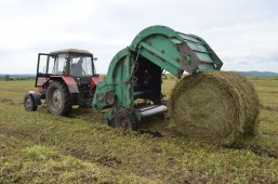План по заготовке кормов в Белоруссии осталось выполнить чуть более чем на 10%
