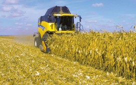 Почти три четверти кукурузы на зерно в Белоруссии уже убрано