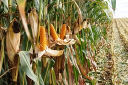 Уборка кукурузы в Белоруссии в целом практически завершена