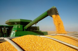 Уборка кукурузы в Белоруссии полностью завершена